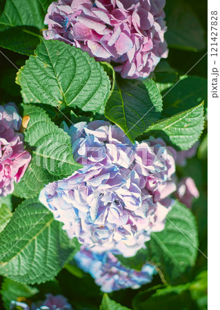 close up beautiful hydrangea 121427828