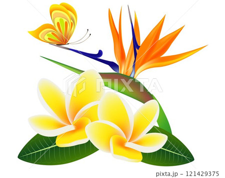 Frangipani Plumeria with a paradise flower and a butterfly. Frangipani Plumeria with a paradise flower and a butterfly. 121429375