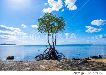 【#石垣】一本マングローブ 121429382