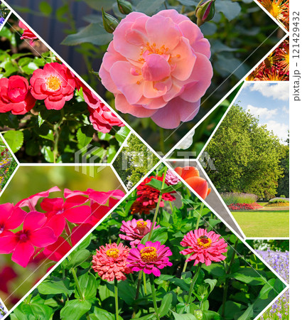 Colorful collage of flowers and garden. 121429432
