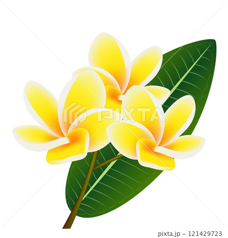 Twig of plumeria frangipani Plumeria with leaves. 121429723