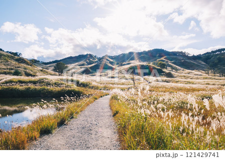 [砥峰高原]秋の到来を告げる美しいススキの景色 121429741