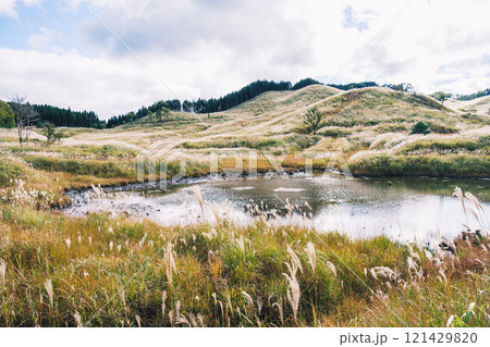 [砥峰高原]秋の到来を告げる美しいススキの風景 121429820