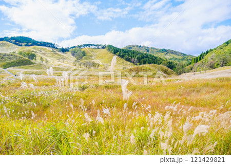 [砥峰高原]秋の到来を告げる美しいススキの風景 121429821