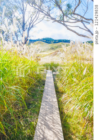 [砥峰高原]秋の到来を告げる美しいススキの風景 121429838