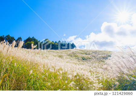 [砥峰高原]秋の到来を告げる美しいススキの風景 121429860