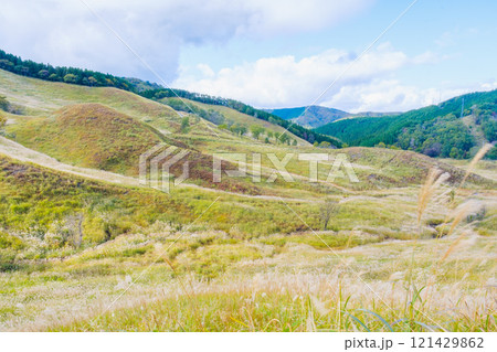 [砥峰高原]秋の到来を告げる美しいススキの風景 121429862