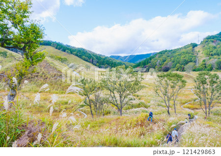 [砥峰高原]秋の到来を告げる美しいススキの風景 121429863