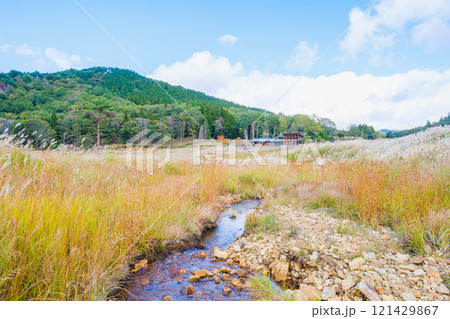 [砥峰高原]秋の到来を告げる美しいススキの風景 121429867