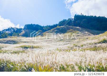 [砥峰高原]秋の到来を告げる美しいススキの風景 121429878