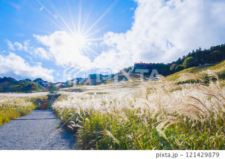 [砥峰高原]秋の到来を告げる美しいススキの風景 121429879