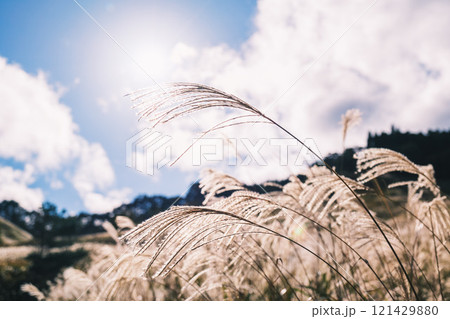 [砥峰高原]秋の到来を告げる美しいススキの風景 121429880