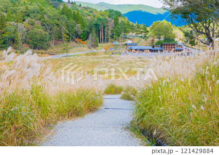 [砥峰高原]秋の到来を告げる美しいススキの風景 121429884