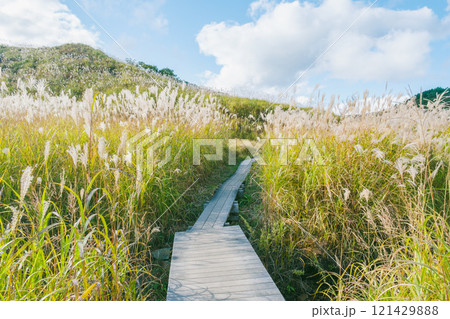 [砥峰高原]秋の到来を告げる美しいススキの風景 121429888