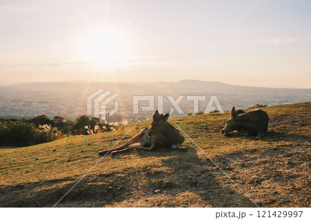 [若草山]夕日をバックに鹿がくつろぐ姿 121429997