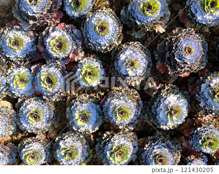 An artistic arrangement of ornamental cabbages with vibrant layers of green, purple, and white hues, decorative plants showcase intricate leaf patterns, provide a unique blend of natural beauty 121430205