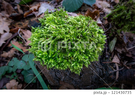A close-up picture of green moss on a tree stump 121430735