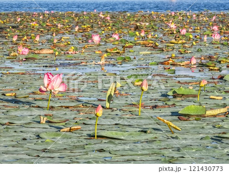 Water swamp Jayatataka Baray in Angkor, Cambodia 121430773