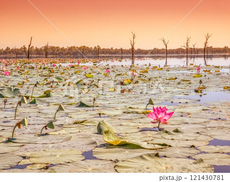 Water swamp Jayatataka Baray in Angkor, Cambodia 121430781