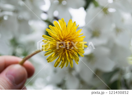 Fingers hold a yellow dandelion among white apple trees in bloom 121430852
