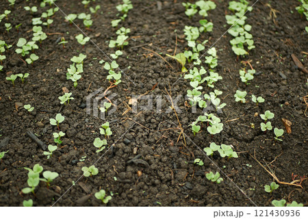 Fresh radish young growing germination seeds plant spring sprouts Raphanus raphanistrum sprout grows ground bio farmer farming agricultural farm garden, organically grown edible root vegetable Europe 121430936