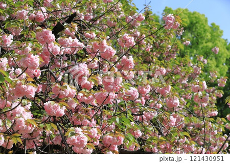 満開の八重桜 「関山」 満開の八重桜 「関山」 121430951