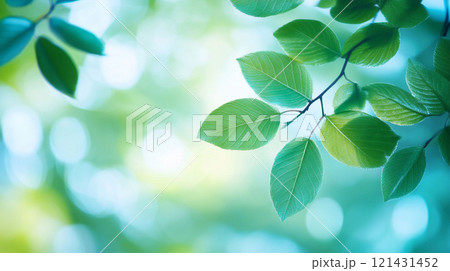 緑の枝と葉が陽光で輝いている 121431452