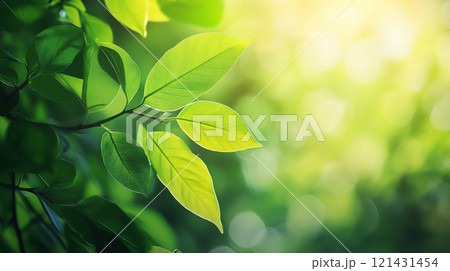 緑の葉が光を背景に広がる 緑の葉が光を背景に広がる 121431454