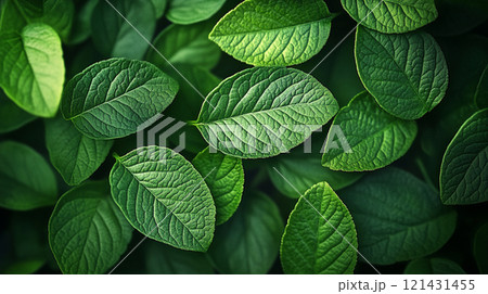 緑の葉が重なり合った美しい画像 121431455