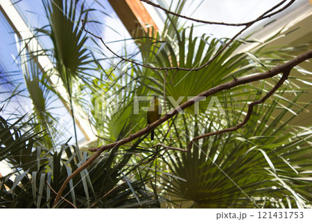 Exotic Bird Perched on a Branch in Greenhouse 121431753