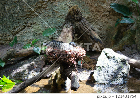 Bird Resting on Nest in Tropical Environment 121431754