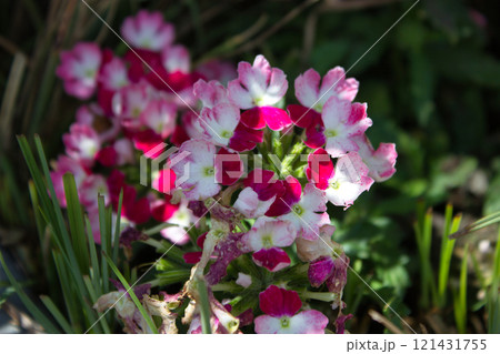 Close-Up of Vibrant Pink and White Flowers 121431755