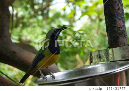 Colorful bird perched near metal feeder Colorful bird perched near metal feeder 121431775