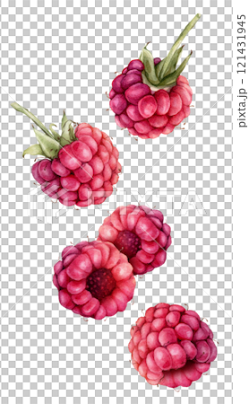 Watercolor illustration Raspberries and blackberries. Hand drawing set of red and violet berries. Graphic design element isolated on white background. 121431945