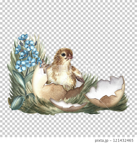 A hatched chicken on the grass with forget-me-nots. A hand-drawn watercolor illustration. Highlight it. For making greeting cards and invitations for Easter. For packaging, labels, banners and posters 121432465
