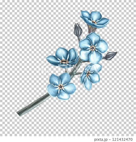 The forget-me-not flower. A hand-drawn watercolor illustration in vintage style. A sprig of blue forget-me-nots. For making greeting cards and birthday or wedding invitations. For packaging, labels 121432470