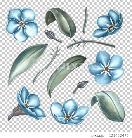 A set with forget-me-nots flowers. A hand-drawn watercolor illustration. Highlight it. Clip art of a part of a forget-me-not plant. For greeting and invitation cards. For packaging, labels, textiles. 121432473