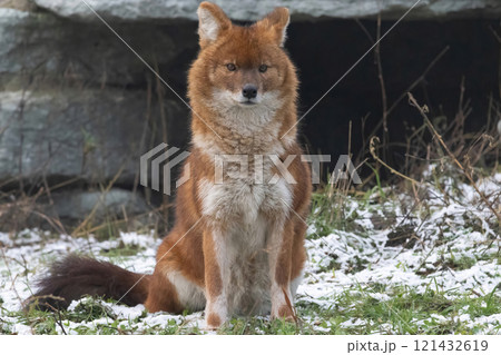 Indian wild dog pose in the nature habitat 121432619