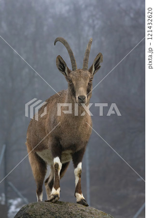 Adult Nubian ibex goat 121432620