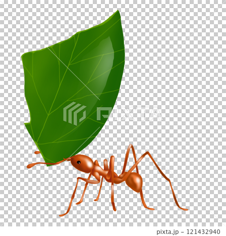 Hakiriari攜帶樹葉 Hakiriari攜帶樹葉 121432940