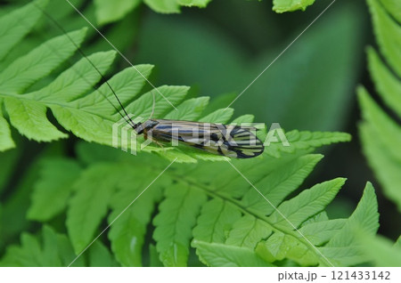 オオシマトビケラ オオシマトビケラ 121433142