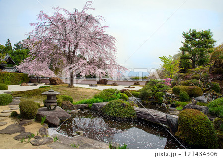 京都　正法寺　宝生苑　鳥獣の石庭に咲く枝垂れ桜 121434306