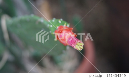 Closeup of a red rose bud Cuban nopalxochia (Nopalea dejecta) with water droplets in a garden Closeup of a red rose bud Cuban nopalxochia (Nopalea dejecta) with water droplets in a garden 121434349