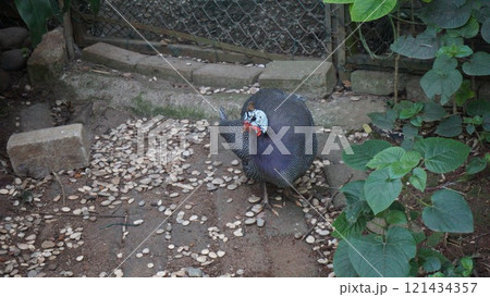 Guinea fowl near a fountain and fence surrounded by nature in a park 121434357