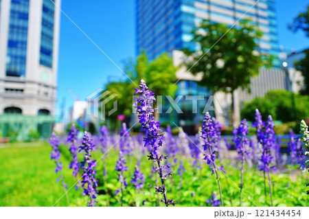 夏の北海道 札幌市 大通公園の風景 夏の北海道 札幌市 大通公園の風景 121434454