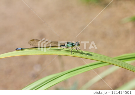 アオモンイトトンボ 121434501