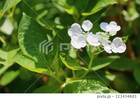 可愛い 白色アジサイの花 可愛い 白色アジサイの花 121434683