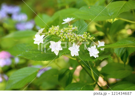 ガクアジサイの花 墨田の花火 ガクアジサイの花 墨田の花火 121434687