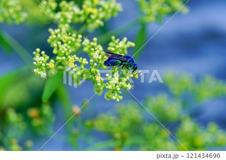 オオセイボウ オオセイボウ 121434690