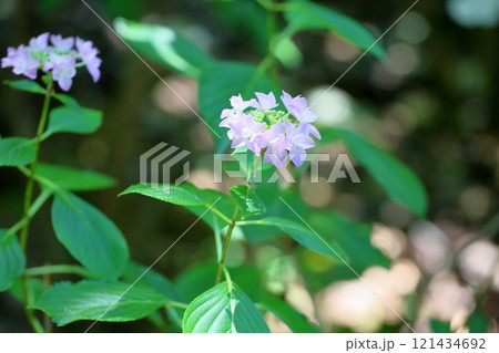 アジサイの花　ロザリオ 121434692
